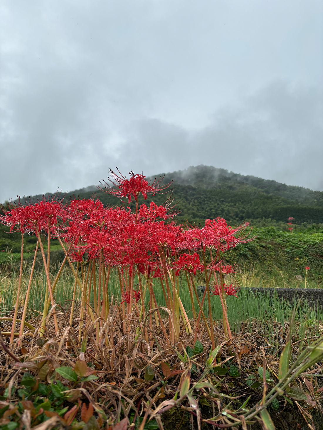 October in Yoshinogari– Fields and Mountains Adorned with Red Spider Lilies