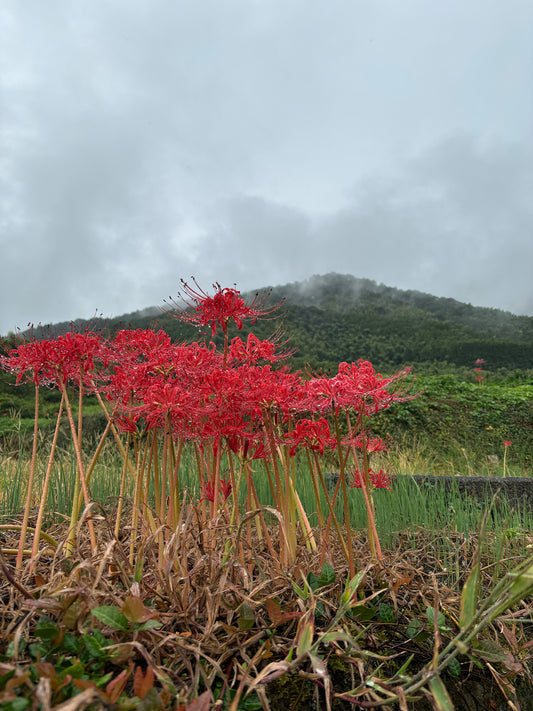 October in Yoshinogari– Fields and Mountains Adorned with Red Spider Lilies